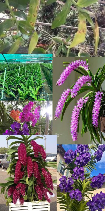 Giới thiệu Yêu Lan 1